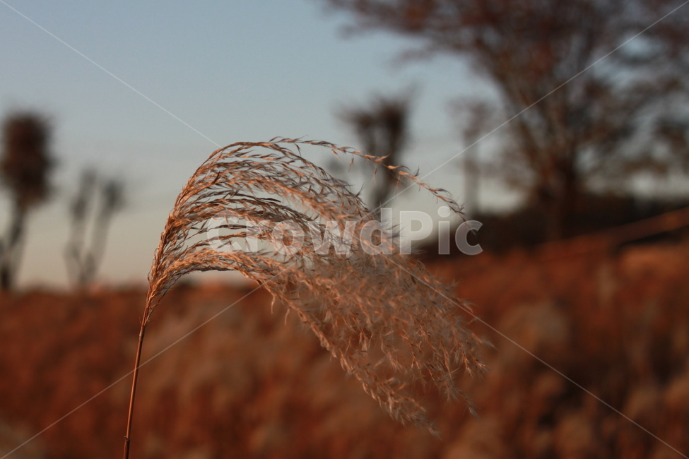 갈대,식물,grass,가을,겨울,억새,가을,계절,fall,autumn,season
