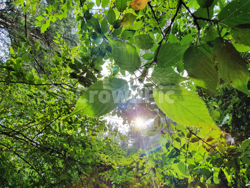 빛,초록,산,나무,나뭇잎,햇살,햇빛,light,tree,leaf,green,flare,플레어,식물,자연,plants,nature
