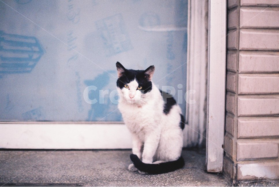 animal,동물,cat,고양이,길고양이,길냥이,필름,필름카메라,동물,animal,포유류,mammal,고양이,cat,kitten,kitty
