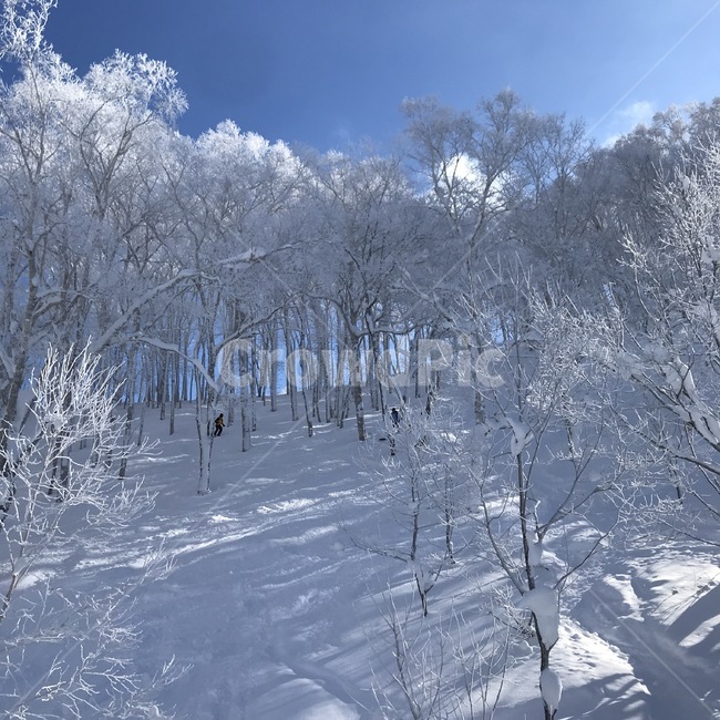 nature,자연,옥외,snow,눈,winter,겨울,눈보라,blizzard,스키장,겨울,계절,winter,season,자연,풍경,nature,landscape,식물,plants,나무,trees,wood,outdoors,storm,폭풍