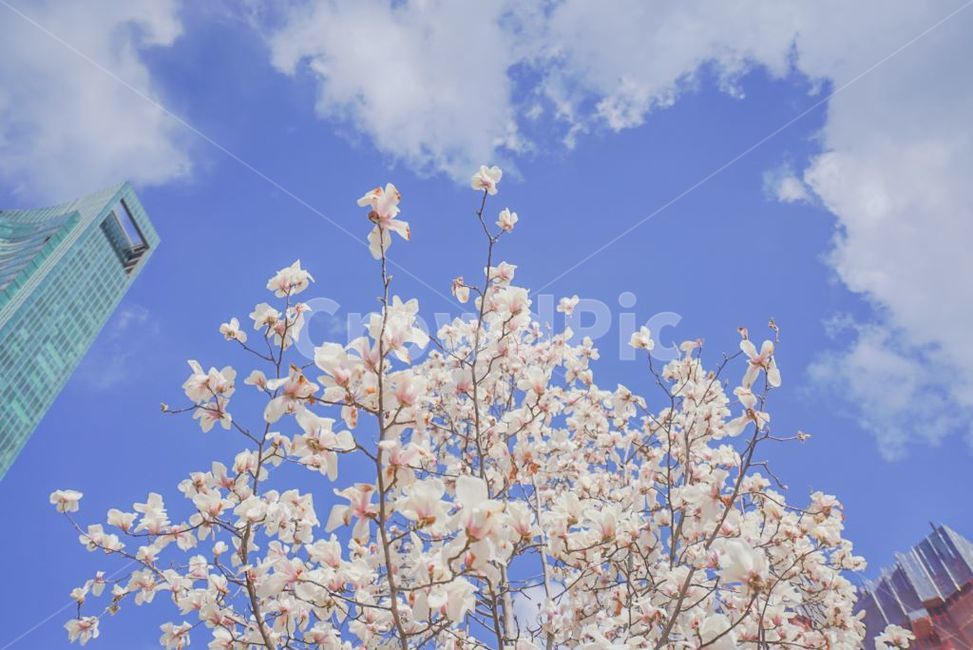 꽃,하늘,자연,도시,맑은,봄,계절,spring,season,도시,풍경,city,landscape,plant,식물