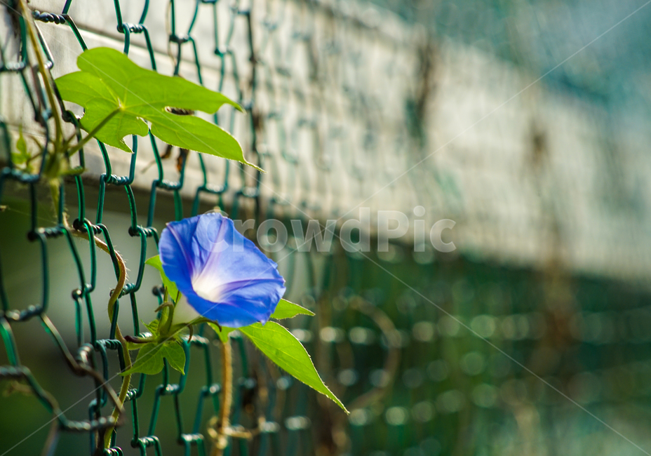 감성,나팔꽃,꽃,야생화,철망,담장,줄기,식물,식물,자연,plants,nature,꽃,flower