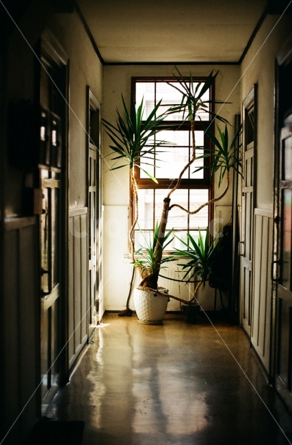 카페,문,창가,2층,복도식,필름,식물,자연,plants,nature,실내용화초,화분,화초,house plant,감성,sensible,feeling,인테리어,실내디자인,interior design