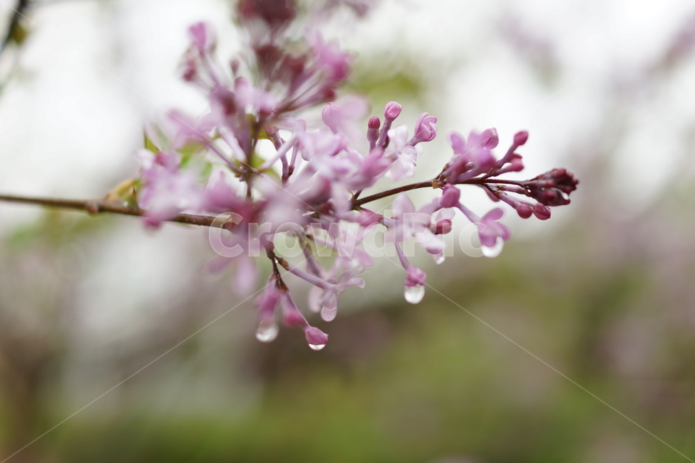 비오는날,라일락,보라색,꽃,물방울,봄,봄,계절,spring,season,식물,자연,plants,nature,꽃,flower,감성,sensible,feeling,비,비오는날,rain,rainy,plant,blossom