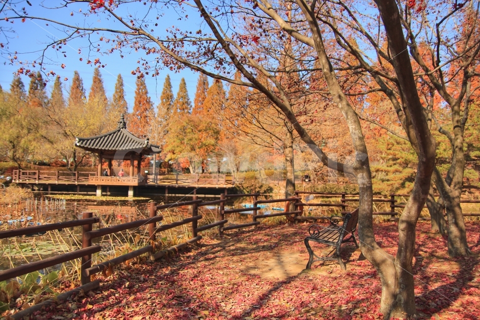 수목원,자연,벤치,가을,단풍,가을,계절,fall,autumn,season,자연,풍경,nature,landscape,한국자연풍경,한국자연경관,korea nature landscape,plant,식물,tree,나무,tree trunk,나무 줄기