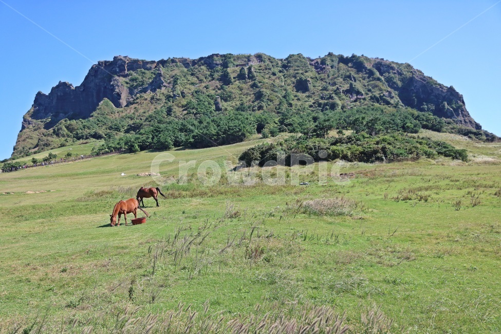 제주도,jejuisland,말,horse,제주도말,자연,풍경,nature,landscape,제주도,jeju,jeju island,동물,animal,포유류,mammal,field,들,outdoors,옥외,grassland,목초지