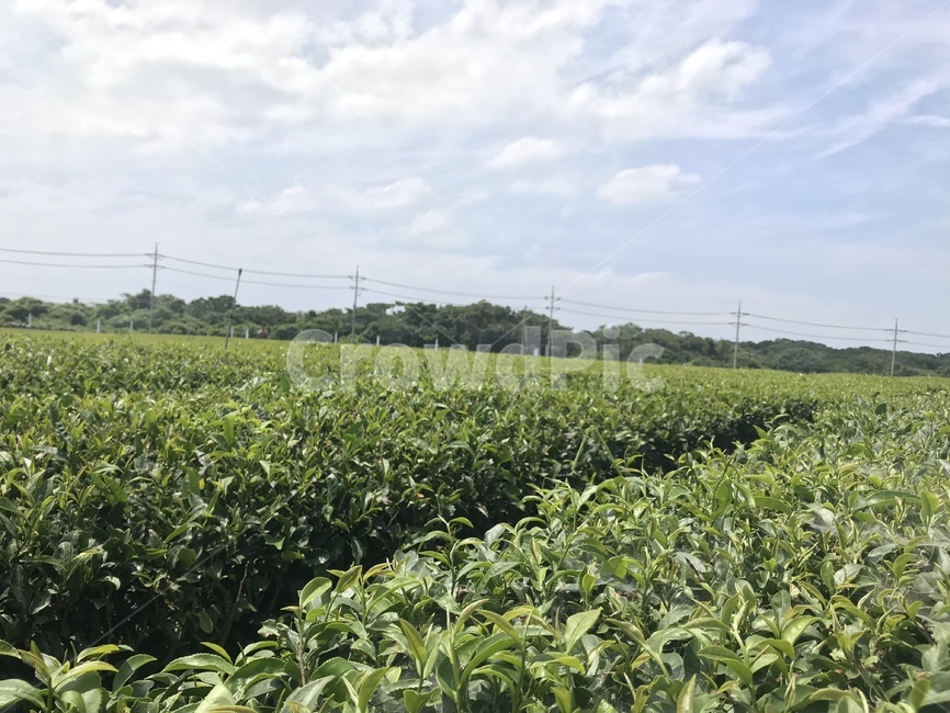 제주도,여름,녹차밭,오셜록,스프링쿨러,하늘,말차,녹차,풀