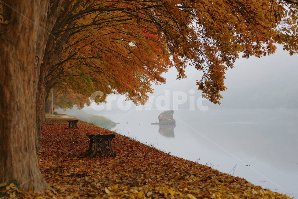 송호리,단풍,가을,풍경,휴식,가을,계절,fall,autumn,season,자연,풍경,nature,landscape,한국자연풍경,한국자연경관,korea nature landscape,tree,나무,plant,식물,bench,벤치,furniture,가구