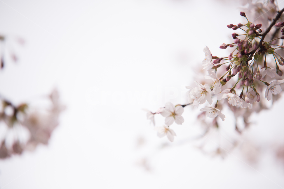 벚꽃,나무,분홍,꽃,봄,봄,계절,spring,season,식물,자연,plants,nature,꽃,flower,감성,sensible,feeling,plant,blossom