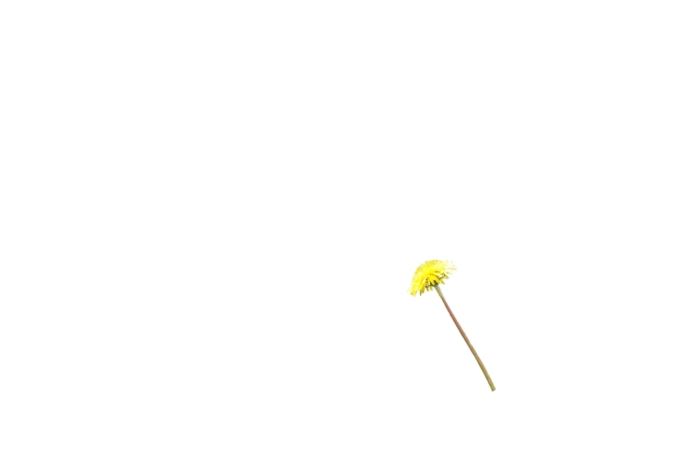 누끼,민들레,배경,꽃,봄꽃,꽃,flower,누끼,remove background