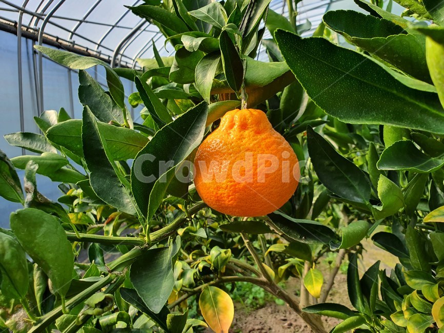감귤류과일,food,음식,plant,식물,fruit,과일,orange,주황색,천혜향,과일나무