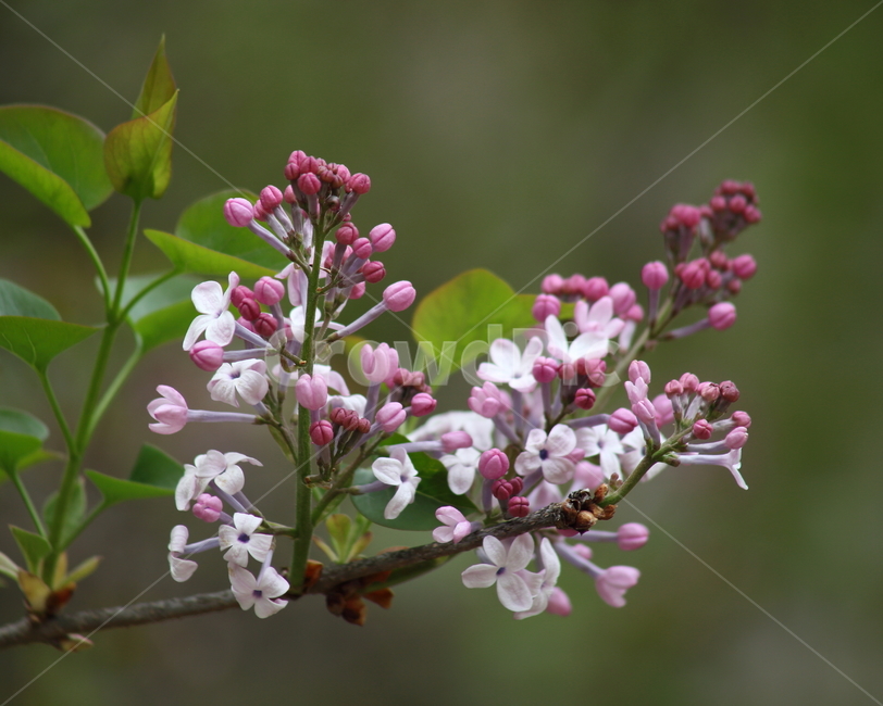 라일락,라라꽃,꽃,봄,commonlilac,수수꽃다리