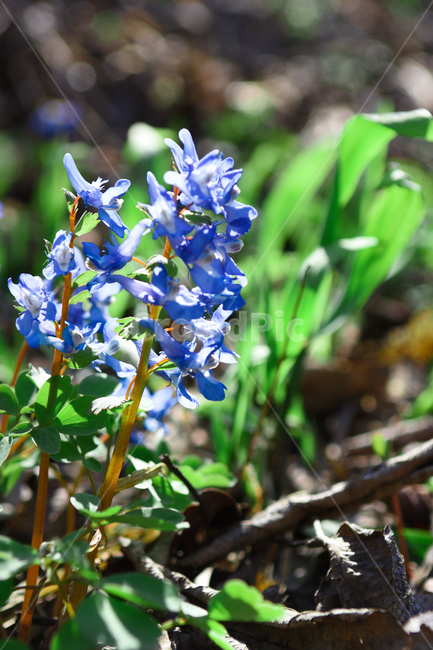 꽃,야생화,식물,자연,숲,초록,봄,forest,flower