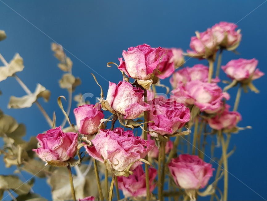 프리저브드,꽃,장미,배경,파랑,식물,자연,plants,nature,꽃,flower