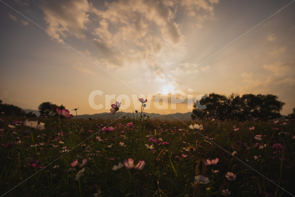 노을,일몰,하늘,가을,코스모스,grassland,목초지,field,들,outdoors,옥외,nature,자연,countryside,한지방,rural,농촌,가을,계절,fall,autumn,season