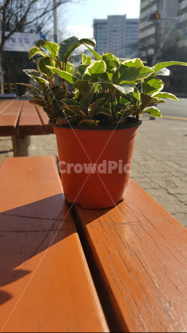 leaf,plant,flowerpot,화분,잎,식물,햇살,sunshine,japaneseardisia,marlberry,산호수