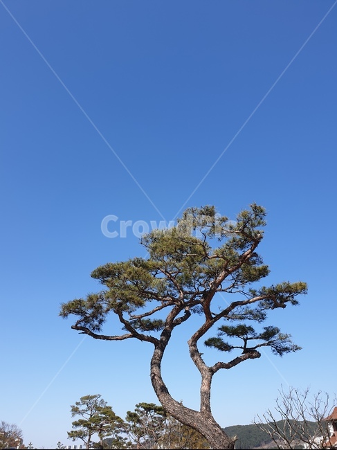 소나무,경치,푸른하늘,맑은하늘,나무,식물,자연,plants,nature,나무,trees,wood