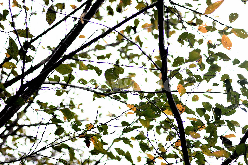 가을,나뭇잎,단풍,나뭇가지,역광,쓸쓸함,인생허무,식물,자연,plants,nature,나무,trees,wood