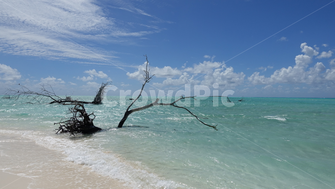 바다,sea,sand,beach,ocean,nature,자연,모래,해변,turquoiseblue,blue,고목,tree,나무,summer,여름,휴가,vacation,휴양지,파도,유목,일데팡,노깡위,Nokanhui,뉴칼레도니아,일데빵,신혼여행