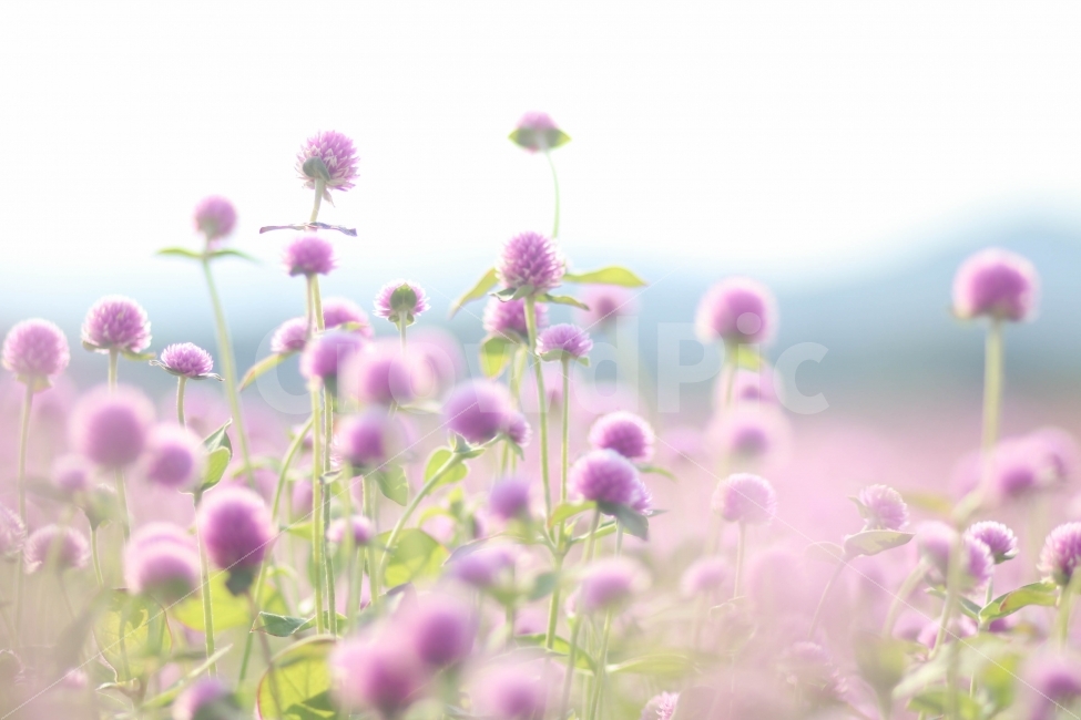 천일홍,사진,디지털사진,꽃사진,보라색,자연,식물,자연,plants,nature,꽃,flower,감성,sensible,feeling