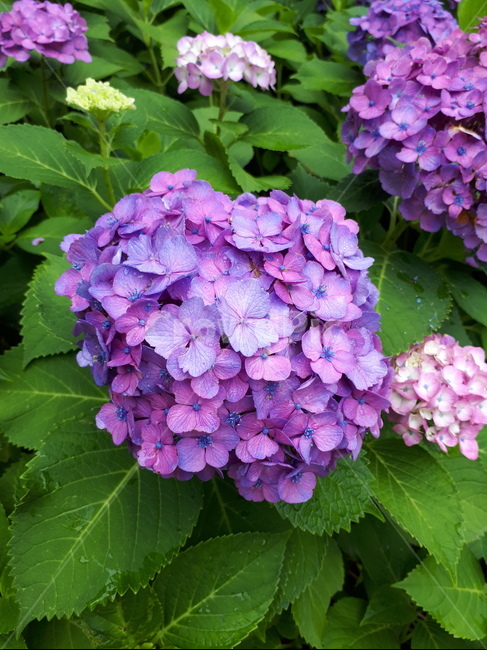 자연,flower,はな,꽃,보라색꽃