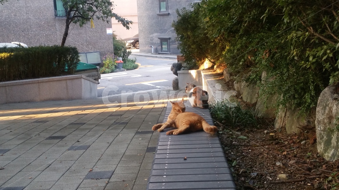 고양이,평화,동물,벤치,풍경,가을
