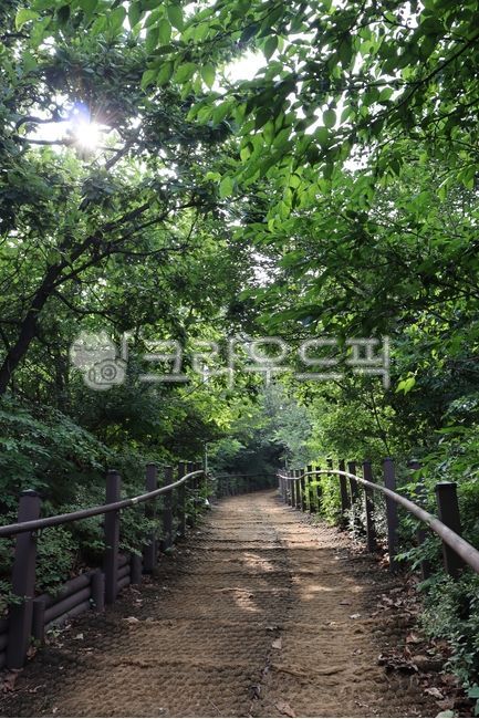 자연, nature, 나무, 햇빛, 산길, 사진,이미지,일러스트,캘리그라피 - 아트시티작가