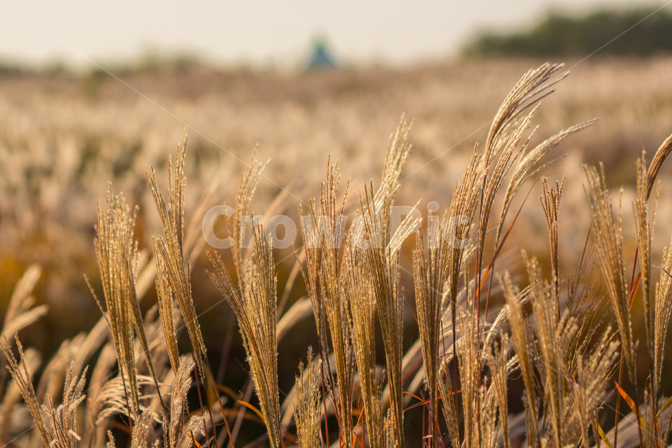 가을,억새,갈대,식물,자연,풍경,하늘공원,억새풀,계절,가을,계절,fall,autumn,season,plant,food,음식,vegetable,야채,grain,곡물