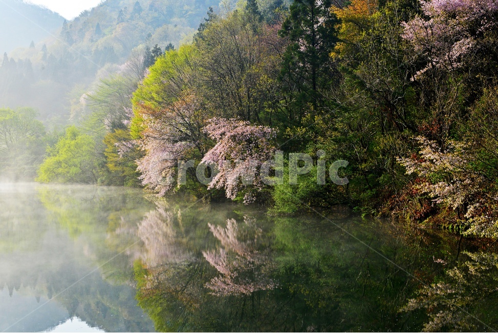 전남,화순,세량지,세량제,물안개,벚꽃,산벚꽃,봄,계절,반영,아침,여명,해돋이,nature,자연,outdoors,옥외,fog,안개,weather,날씨,자연,풍경,nature,landscape