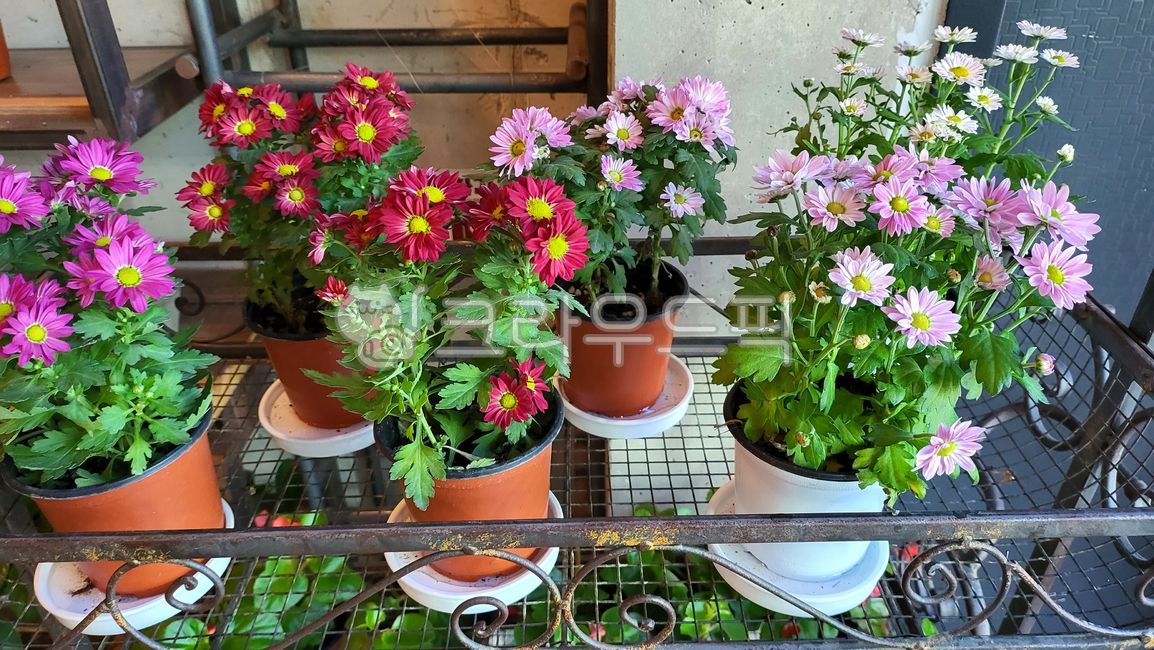spring,pot,flower arrangement,daisy,flower