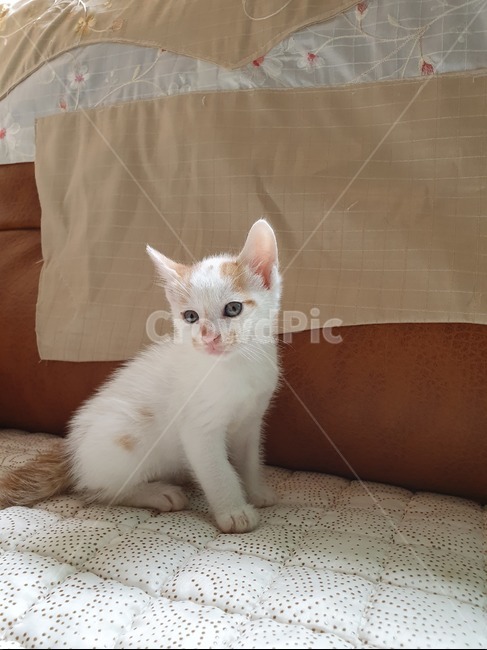 고양이,새끼고양이,길고양이,반려동물,집사