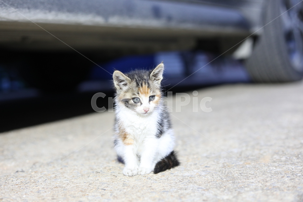 고양이,야옹이,동물,새끼고양이,길냥이,동물,animal,포유류,mammal,고양이,cat,kitten,kitty