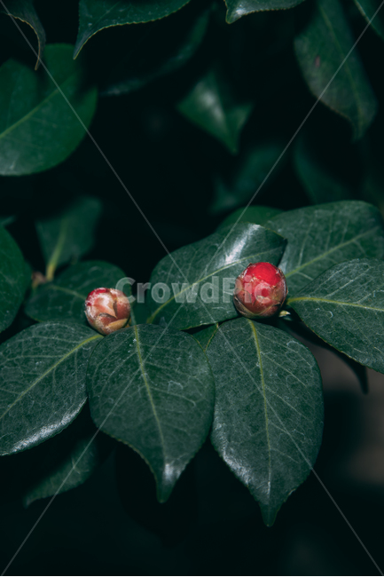동백꽃,꽃,동백,동백나무,봄꽃,빨강,초록,빛,식물,자연,plants,nature,flower,bloom,배경화면,꽃봉오리,식물,자연,plants,nature,꽃,flower