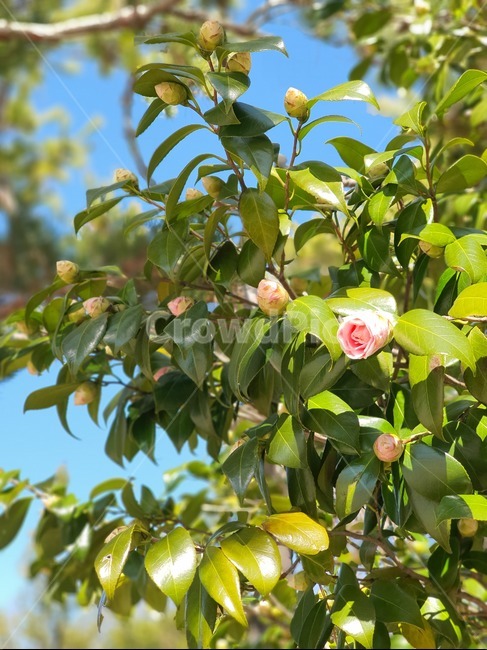식물,plant,동백,나무,하늘,자연,nature