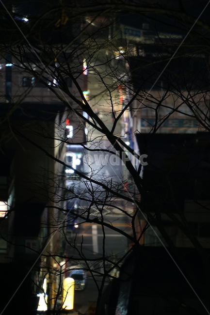 나무,골목길,밤거리,갈림길,네온사인,서울야경,감성사진,nightscape,townscape,숭인동,야경,밤,풍경,nightscape,night,landscape,도시,city,한국도시풍경,한국도시경관,korea cityscape,lighting,조명
