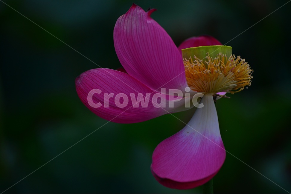 flower,blossom,꽃,petal,꽃잎,plant,식물,부여,궁남지,연꽃축제,수련,연꽃,홍연