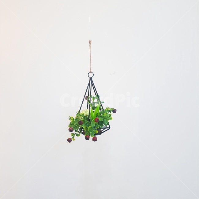 화분,화이트,벽,심플,꽃,식물,자연,plants,nature,실내용화초,화분,화초,house plant