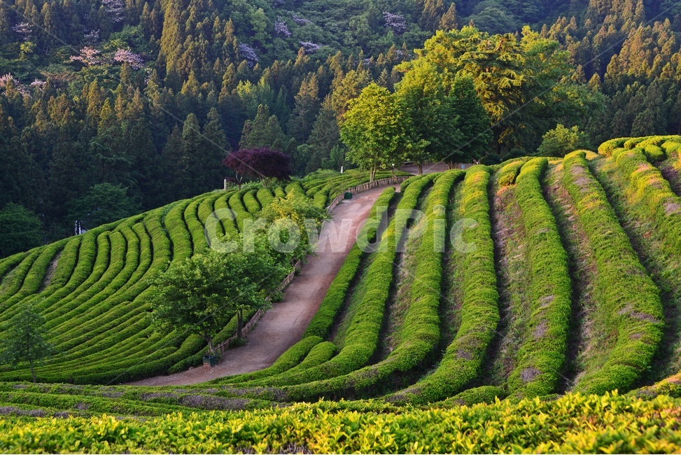 보성,보성대한다원,대한다원,대한다원봄,대한다원아침,outdoors,옥외,nature,자연,자연,풍경,nature,landscape