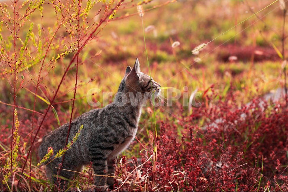 고양이,야생,자연,동물,애완동물,반려묘,동물,animal,포유류,mammal,고양이,cat,kitten,kitty
