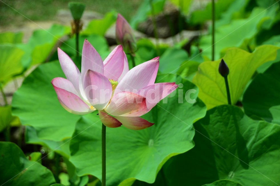 연꽃,수생식물,수련과,청결,신성,여러해살이풀,식물,자연,plants,nature,꽃,flower