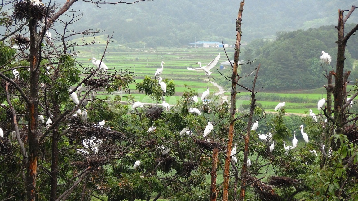 백로,둥지,보은군,덕동리,조류,동물,animal,조류,새,birds