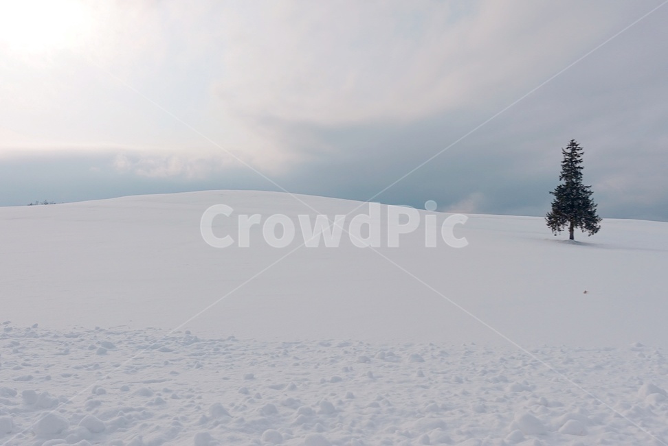비에이,나무,나무한그루,눈,겨울,눈언덕,snow,tree,식물,겨울,계절,winter,season,자연,풍경,nature,landscape