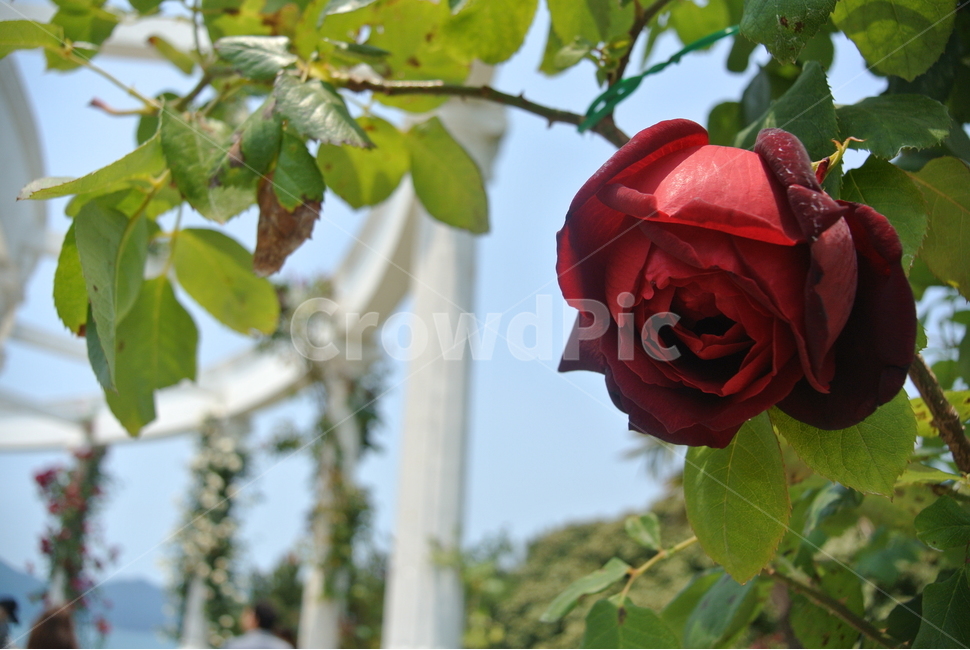 blossom,plant,식물,rose,장미,flower,꽃,식물,자연,plants,nature,꽃,flower