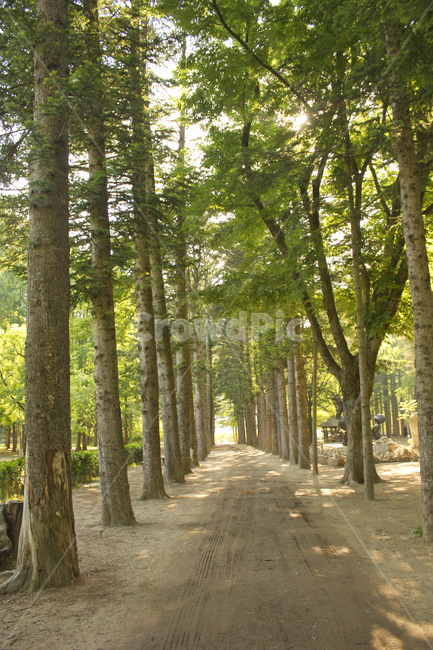 공원,나미나라,남이섬,섬,퍼스펙티브,숲,숲길,숲속,나무,가로수,흙,흙길,길,흙바닥,오솔길,자연,식물,풍경,산책길,산책로,나무기둥,녹색,그린,초록색,여름,가로수길