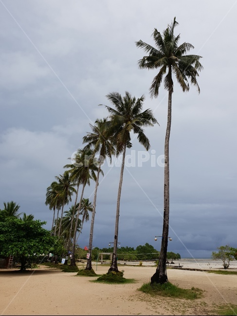 바다,야자수,휴양지,tree,sky,자연,풍경,nature,landscape,해변,바다,beach,sea,해외,외국,세계,foreign,oversea,world,세계자연풍경,해외자연풍경,외국자연풍경,world nature landscape,summer,여름,plant,식물,나무,palm tree