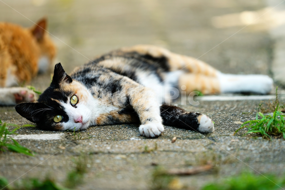 고양이,길고양이,길냥이,야옹이,냐옹이,애완묘,반려묘,애완동물,펫,캣,도둑고양이,야생동물,pet,cat,alleycat,wild,wildlife,mammal,animal,동물,animal,포유류,mammal,고양이,cat,kitten,kitty