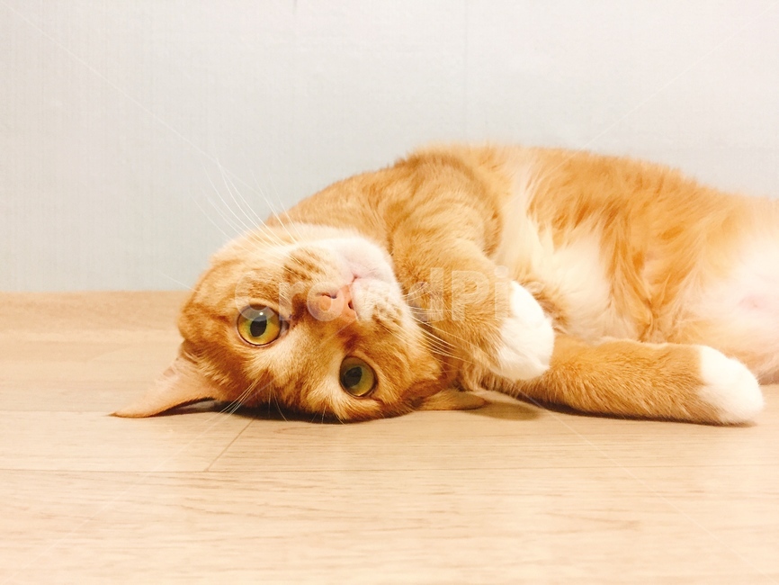 고양이,아기고양이,성묘,cat,야옹이,동물,animal,포유류,mammal,고양이,cat,kitten,kitty