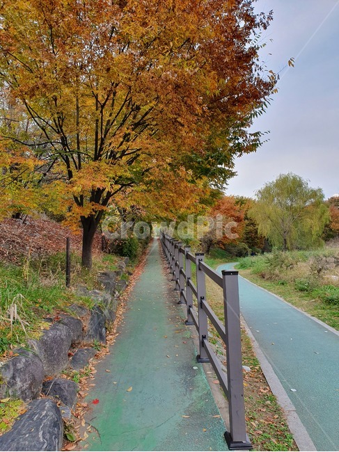 road,길,단풍,maple,아스팔트,asphalt,산책,walk,tree,stone,가을,계절,fall,autumn,season,자연,풍경,nature,landscape