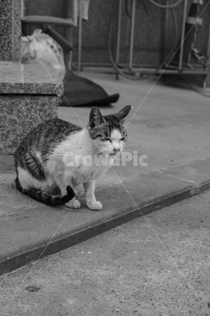 stray cat,cat,animal,Grayscale