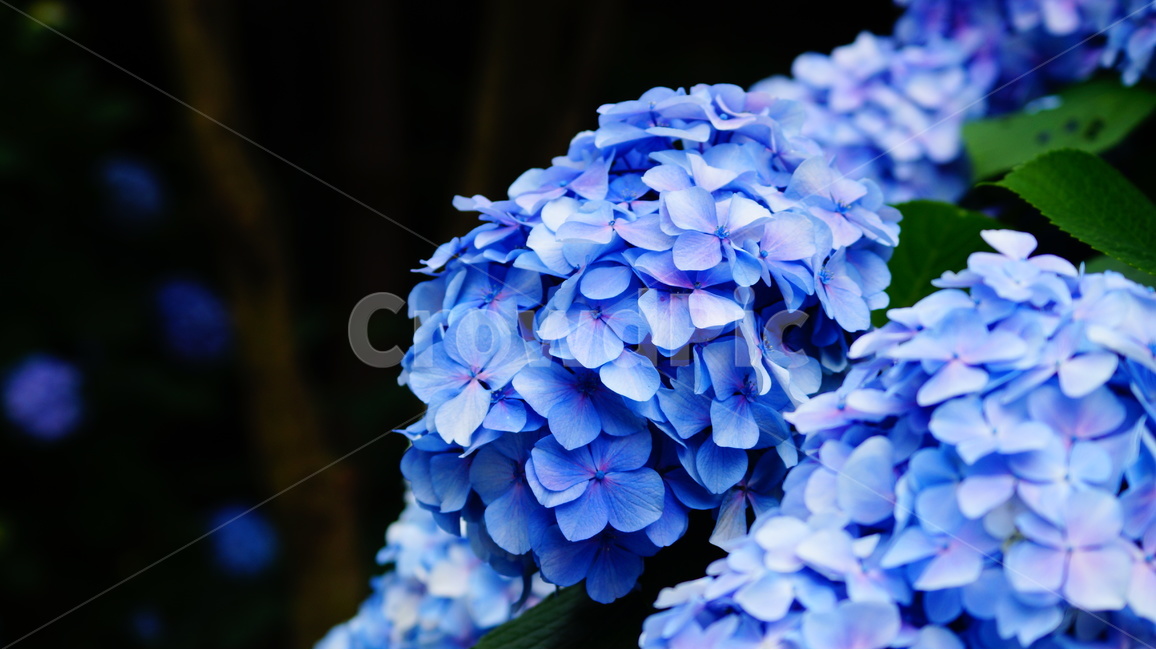 수국,꽃,꽃사진,식물,수국꽃,식물,자연,plants,nature,꽃,flower